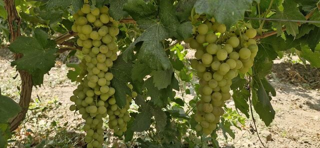 انگورهای نو در شهر جهانی انگور؛ راهی که باغداران ملایری به بازارهای تازه باز کردند