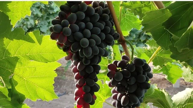 انگورهای نو در شهر جهانی انگور؛ راهی که باغداران ملایری به بازارهای تازه باز کردند