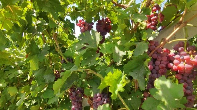 انگورهای نو در شهر جهانی انگور؛ راهی که باغداران ملایری به بازارهای تازه باز کردند