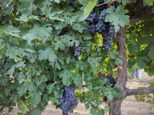 انگورهای نو در شهر جهانی انگور؛ راهی که باغداران ملایری به بازارهای تازه باز کردند