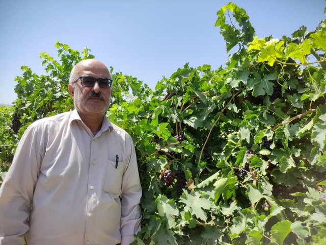 انگورهای نو در شهر جهانی انگور؛ راهی که باغداران ملایری به بازارهای تازه باز کردند