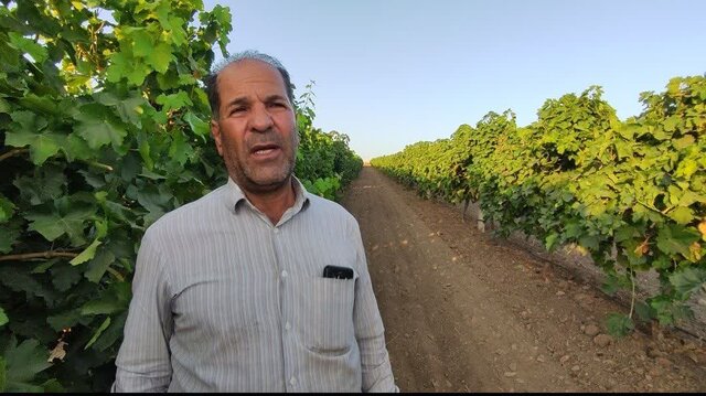 انگورهای نو در شهر جهانی انگور؛ راهی که باغداران ملایری به بازارهای تازه باز کردند