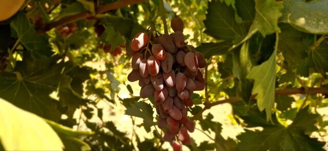 انگورهای نو در شهر جهانی انگور؛ راهی که باغداران ملایری به بازارهای تازه باز کردند