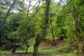 شاخه‌های خشک و شکسته نشانه خطر است یا سلامت جنگل؟