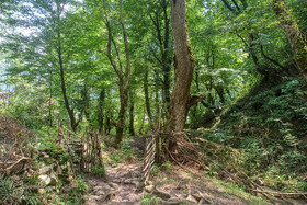 کمیسیون کشاورزی: ۱۰ هکتار از پوشش گیاهی جنگل‌های هیرکانی سوخته و تخریب شده است