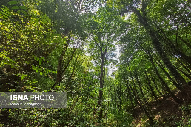 استاد دانشگاه: آتش هیرکانی، سوختن آینده ایران است