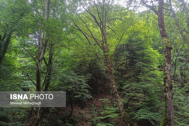 کوره هایی که هیرکانی را می بلعند