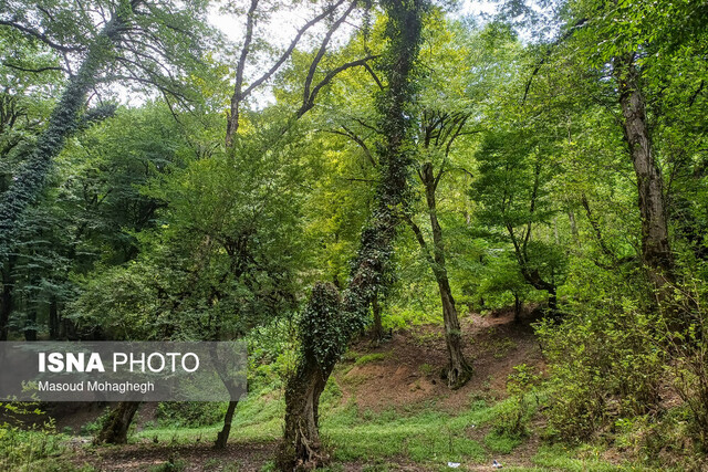 شاخه‌های خشک و شکسته نشانه خطر است یا سلامت جنگل؟