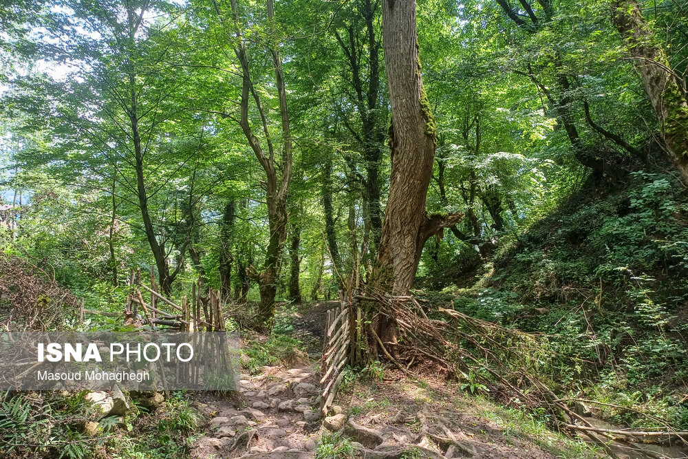 کمیسیون کشاورزی: ۱۰ هکتار از پوشش گیاهی جنگل‌های هیرکانی سوخته و تخریب شده است