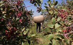 دستگیری ۶ سارق حین سرقت از باغات پسته در مهماندوست دامغان