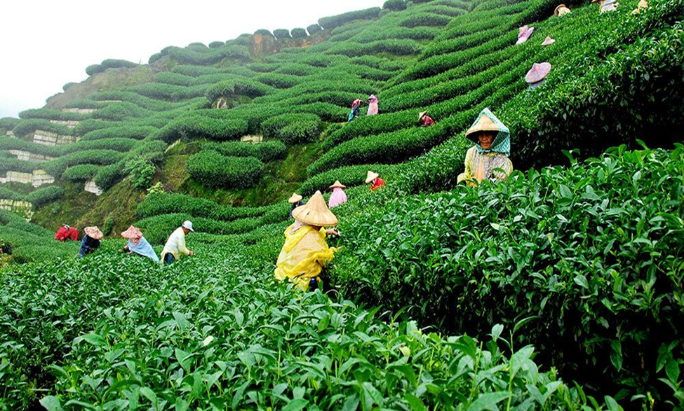 تور سریلانکا : سفر به شگفتی های اقیانوس هند