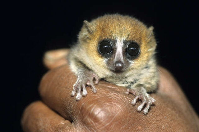 با دنیای کوچکترینهای جهان آشنا شوید + عکس