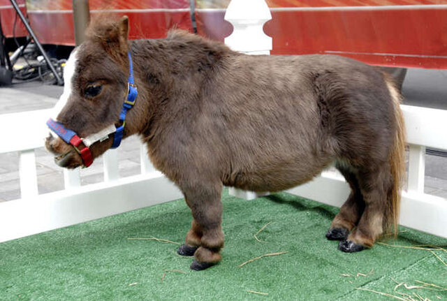 با دنیای کوچکترینهای جهان آشنا شوید + عکس