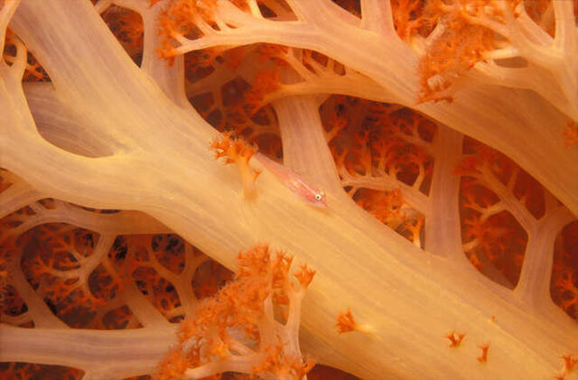 با دنیای کوچکترینهای جهان آشنا شوید + عکس