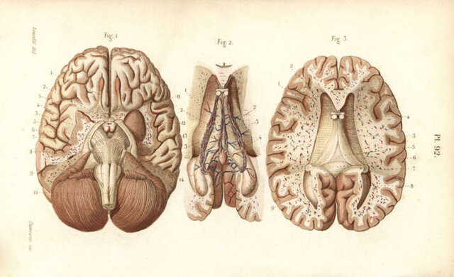 با دنیای کوچکترینهای جهان آشنا شوید + عکس