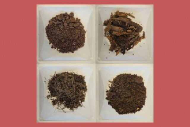 کشف صدها باکتری و دو آنتیبیوتیک جدید از دل خاک جنگل کشف صدها باکتری و دو آنتیبیوتیک جدید از دل خاک جنگل