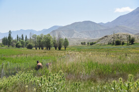 ایران زیبا؛ منطقه ییلاقی دشت سفید روستای جاشم لوبار - شهمیرزاد
