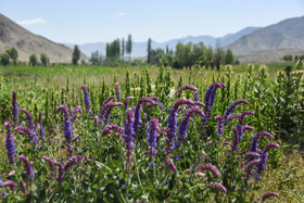 ایران زیبا؛ منطقه ییلاقی دشت سفید روستای جاشم لوبار - شهمیرزاد