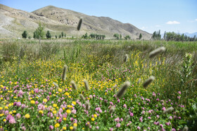 ایران زیبا؛ منطقه ییلاقی دشت سفید روستای جاشم لوبار - شهمیرزاد