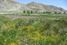 ایران زیبا؛ منطقه ییلاقی دشت سفید روستای جاشم لوبار - شهمیرزاد