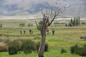 ایران زیبا؛ منطقه ییلاقی دشت سفید روستای جاشم لوبار - شهمیرزاد