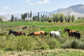 ایران زیبا؛ منطقه ییلاقی دشت سفید روستای جاشم لوبار - شهمیرزاد