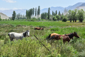 ایران زیبا؛ منطقه ییلاقی دشت سفید روستای جاشم لوبار - شهمیرزاد