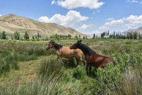 ایران زیبا؛ منطقه ییلاقی دشت سفید روستای جاشم لوبار - شهمیرزاد