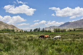 ایران زیبا؛ منطقه ییلاقی دشت سفید روستای جاشم لوبار - شهمیرزاد