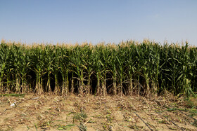 تعیین تغییرات اراضی کشاورزی با تصاویر ماهواره‌ای سنتینل‑۲