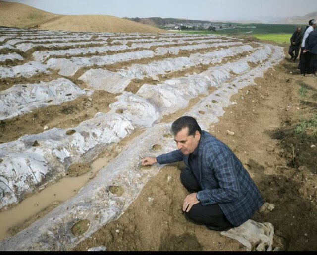 بیش از ۸۰۰ هکتار از اراضی درهشهر زیر کشت صیفیجات رفت/ خیار و طالبی این شهرستان برند ملی شدند