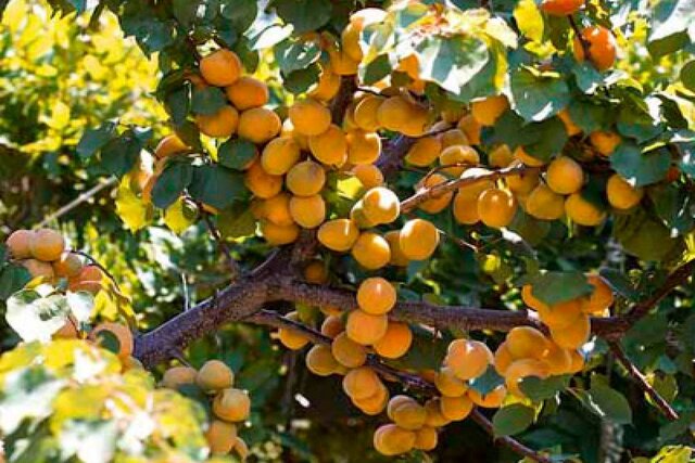 روستای گردشگری حیدرآباد، نگین درخشان استان ایلام