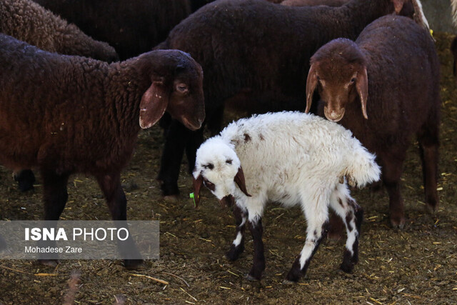 عکس تزئینی است پایش مستمر واحدهای تولید و عرضه فرآوردههای خام دامی خدابنده در طرح تشدید نظارتها
