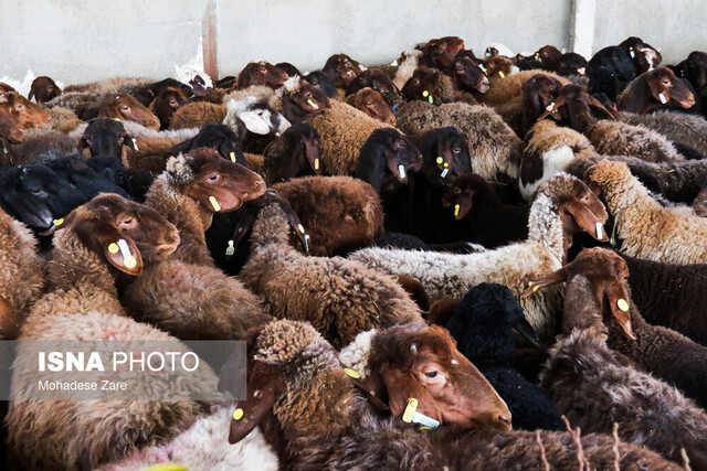 زنجیره کامل تولید در ۱۰۳ هکتار موقوفه سایت فیانی مشهد