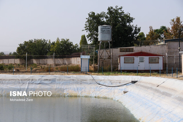 انقلاب بهره‌وری در شیلات تهران؛ تولید ۵۰ تن ماهی با نیم تا یک لیتر آب