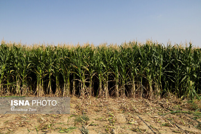 افت عملکرد محصولات آبی در ایلام با وجود افزایش سطح زیر کشت/ بهینهسازی مصرف آب بدون آموزش بهرهبرداران ممکن نیست