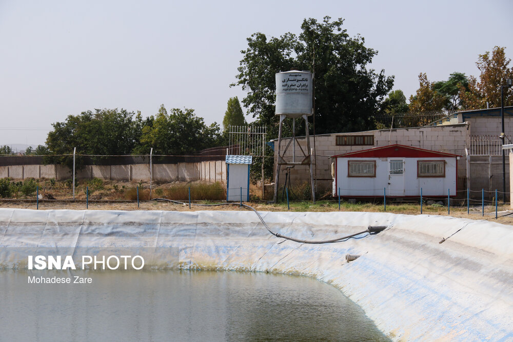 انقلاب بهره‌وری در شیلات تهران؛ تولید ۵۰ تن ماهی با نیم تا یک لیتر آب