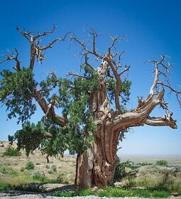 سروهای هزارساله زیرکوه؛ میراثی سبز در دل تاریخ