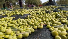 پیش‌بینی تولید ۱۶ هزار تن زیتون در فارس