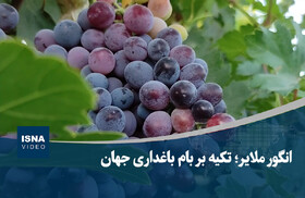 ویدیو/ انگور ملایر؛ تکیه بر بام باغداری جهان