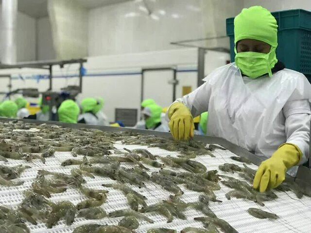صنعت دام، طیور و آبزیان ایران ظرفیت جهش صادراتی ۳۰ درصدی دارد