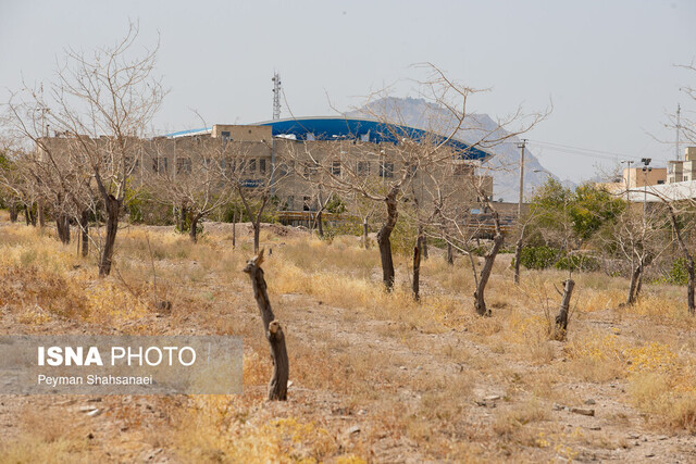 مرگ تدریجی فضای سبز دانشگاه اصفهان/ آیا شهرداری مقصر است؟