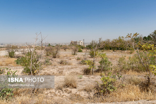 مرگ تدریجی فضای سبز دانشگاه اصفهان/ آیا شهرداری مقصر است؟