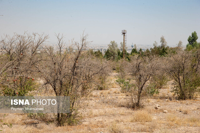 مرگ تدریجی فضای سبز دانشگاه اصفهان/ آیا شهرداری مقصر است؟