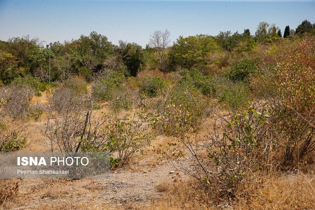 مرگ تدریجی فضای سبز دانشگاه اصفهان/ آیا شهرداری مقصر است؟