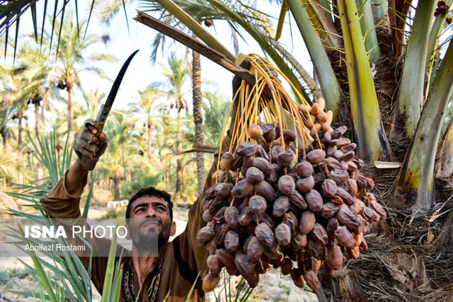 افزایش کیفیت خرمای خراسان جنوبی / جایگاه نهم کشور در تولید