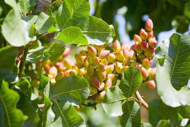 تأکید بر توسعه صنایع تبدیلی، افزایش صادرات پسته و خودکفایی در تولید موز تأکید بر توسعه صنایع تبدیلی، افزایش صادرات پسته و خودکفایی در تولید موز