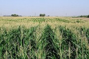 مزارع ذرت چهارمحال و بختیاری در معرض خطر آفت برگ‌خوار است