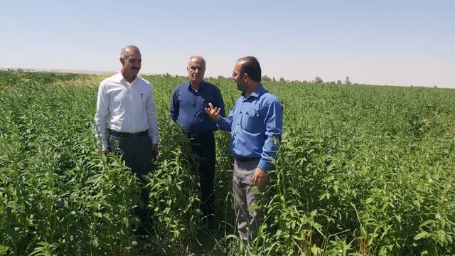 دشت حاصلخیز مهران آماده توسعه کشت کلزا و غلات پاییزه