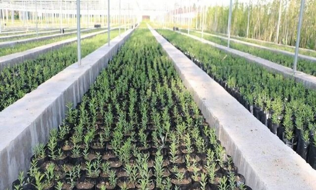 تولید بیش از ۲ میلیون اصله نهال در بروجرد تولید بیش از ۲ میلیون اصله نهال در بروجرد